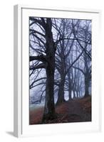 Trees, Black Poplars, Late Autumn-Herbert Kehrer-Framed Photographic Print