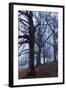 Trees, Black Poplars, Late Autumn-Herbert Kehrer-Framed Photographic Print