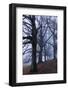 Trees, Black Poplars, Late Autumn-Herbert Kehrer-Framed Photographic Print