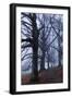 Trees, Black Poplars, Late Autumn-Herbert Kehrer-Framed Premium Photographic Print