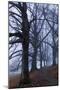 Trees, Black Poplars, Late Autumn-Herbert Kehrer-Mounted Premium Photographic Print