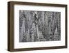 Trees Blanketed with Snow-Darrell Gulin-Framed Photographic Print