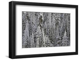 Trees Blanketed with Snow-Darrell Gulin-Framed Photographic Print