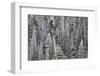 Trees Blanketed with Snow-Darrell Gulin-Framed Photographic Print