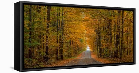 Trees both sides on a dirt road, Iron Hill, Quebec, Canada-null-Framed Stretched Canvas