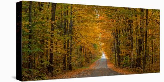 Trees both sides on a dirt road, Iron Hill, Quebec, Canada-null-Stretched Canvas