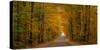 Trees both sides on a dirt road, Iron Hill, Quebec, Canada-null-Stretched Canvas