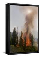 Trees Burning in Forest Fire-null-Framed Stretched Canvas