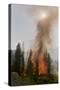 Trees Burning in Forest Fire-null-Stretched Canvas