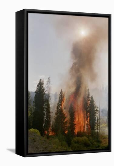 Trees Burning in Forest Fire-null-Framed Stretched Canvas