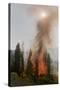 Trees Burning in Forest Fire-null-Stretched Canvas