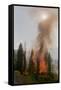 Trees Burning in Forest Fire-null-Framed Stretched Canvas