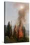 Trees Burning in Forest Fire-null-Stretched Canvas