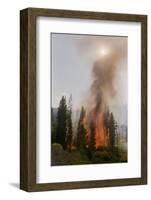 Trees Burning in Forest Fire-null-Framed Photographic Print