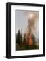 Trees Burning in Forest Fire-null-Framed Photographic Print