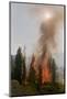 Trees Burning in Forest Fire-null-Mounted Photographic Print