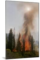 Trees Burning in Forest Fire-null-Mounted Photographic Print
