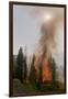 Trees Burning in Forest Fire-null-Framed Photographic Print