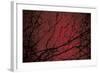 Trees by Andre Burian-André Burian-Framed Photographic Print