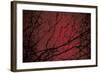 Trees by Andre Burian-André Burian-Framed Photographic Print