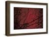 Trees by Andre Burian-André Burian-Framed Photographic Print