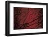 Trees by Andre Burian-André Burian-Framed Photographic Print