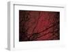 Trees by Andre Burian-André Burian-Framed Photographic Print