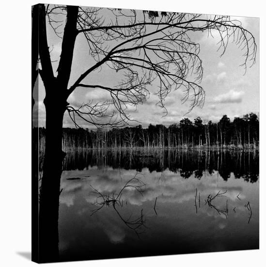 Trees by Lakeshore-David H. Wells-Stretched Canvas