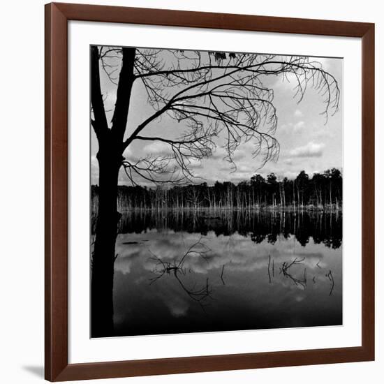 Trees by Lakeshore-David H. Wells-Framed Photographic Print