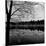 Trees by Lakeshore-David H. Wells-Mounted Photographic Print