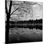 Trees by Lakeshore-David H. Wells-Mounted Photographic Print