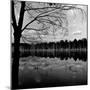 Trees by Lakeshore-David H. Wells-Mounted Photographic Print