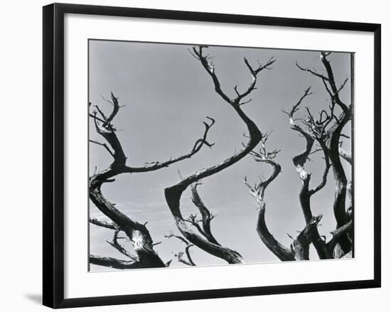 Trees, c. 1935-Brett Weston-Framed Photographic Print