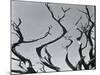 Trees, c. 1935-Brett Weston-Mounted Photographic Print