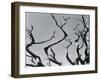 Trees, c. 1935-Brett Weston-Framed Premium Photographic Print