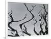 Trees, c. 1935-Brett Weston-Framed Photographic Print