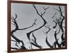 Trees, c. 1935-Brett Weston-Framed Photographic Print