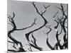 Trees, c. 1935-Brett Weston-Mounted Photographic Print