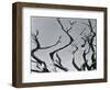 Trees, c. 1935-Brett Weston-Framed Photographic Print