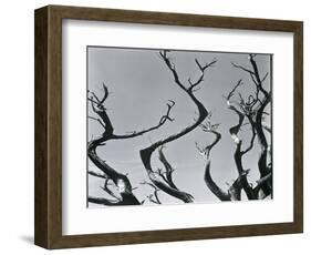 Trees, c. 1935-Brett Weston-Framed Photographic Print