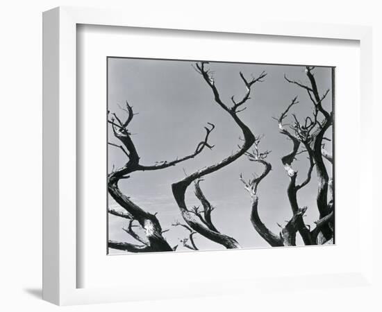Trees, c. 1935-Brett Weston-Framed Photographic Print