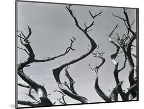 Trees, c. 1935-Brett Weston-Mounted Photographic Print