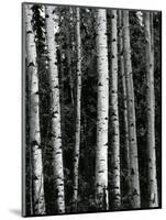 Trees, c. 1970-Brett Weston-Mounted Photographic Print