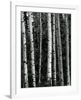 Trees, c. 1970-Brett Weston-Framed Photographic Print