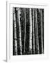 Trees, c. 1970-Brett Weston-Framed Photographic Print