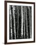 Trees, c. 1970-Brett Weston-Framed Photographic Print