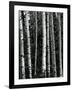 Trees, c. 1970-Brett Weston-Framed Photographic Print
