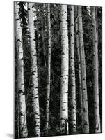 Trees, c. 1970-Brett Weston-Mounted Photographic Print