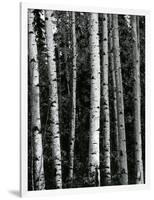 Trees, c. 1970-Brett Weston-Framed Photographic Print