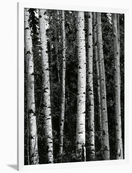 Trees, c. 1970-Brett Weston-Framed Photographic Print